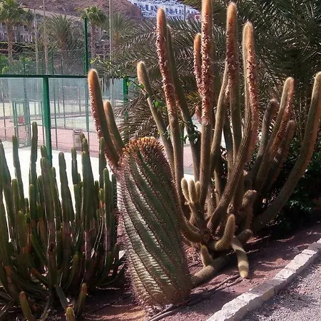 Albaicin Taurino *
